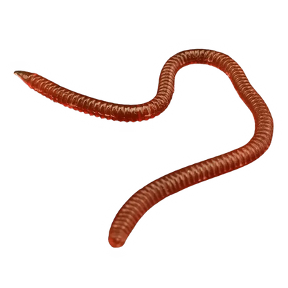Earthworm Soft Bait Set - Realistic Imitations, Sizes 8cm & 10cm